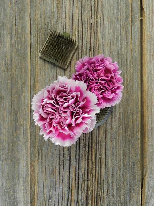 Wholesale Carnations Flowers Online FlowerFarm